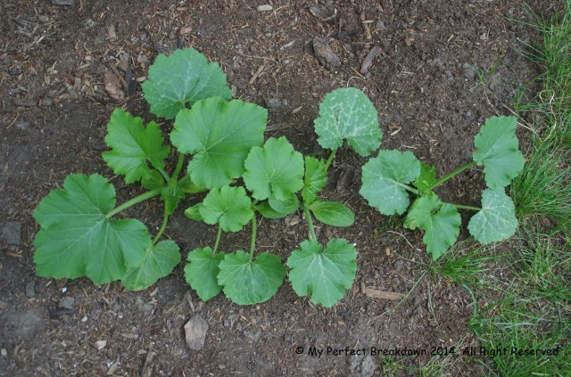 I think this is the start of some delicious zucchini, but it might be cucumber.  I clearly cannot remember and now i have to wait until September to find out.  