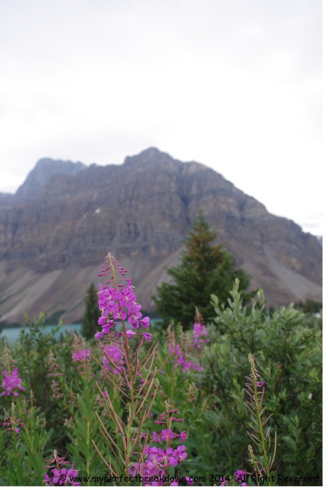 20140819 - 100HappyDays_Day42