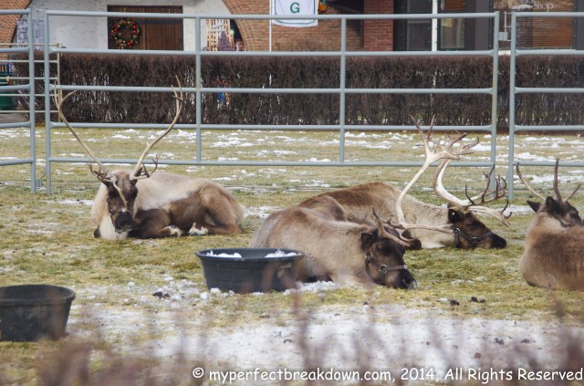 20141127 - 100HappyDays_Day140