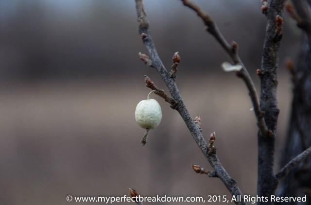 20150104 - 100HappyDays_Day171