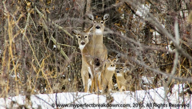 20150104 - 100HappyDays_Day179