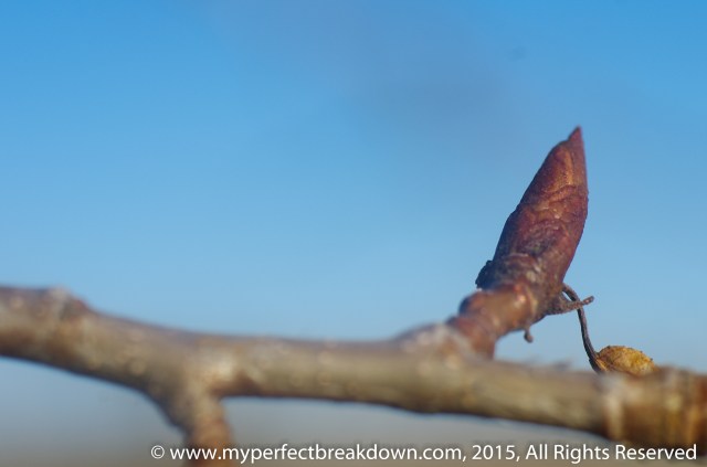 20150315 - 100HappyDays_Day244