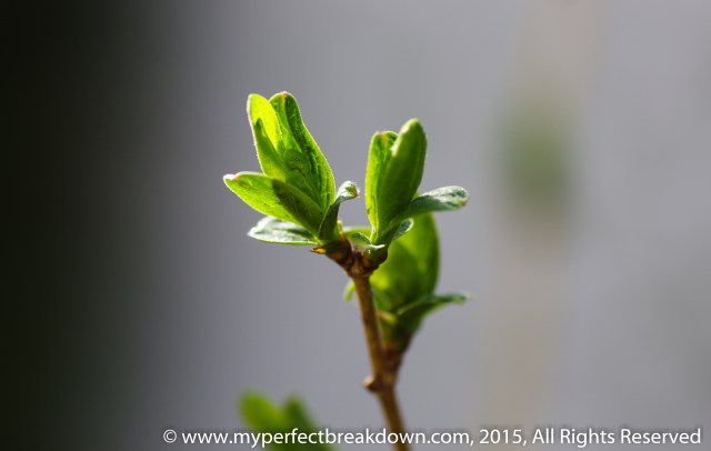 20150419 - 100HappyDays_Day281