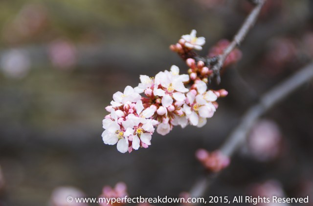 20150426 - 100HappyDays_Day290