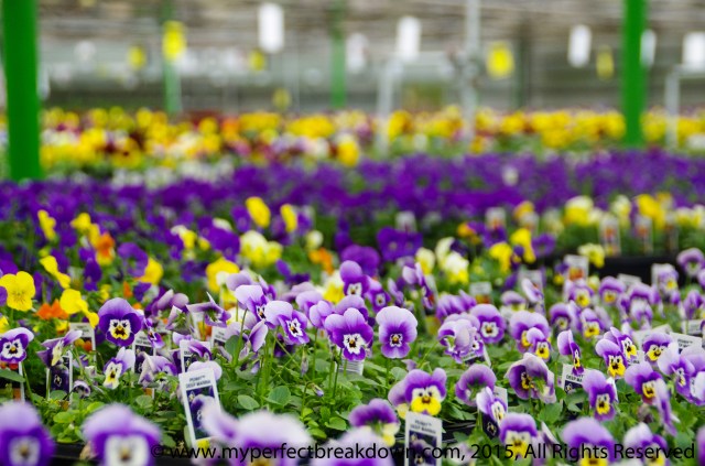 20150503 - 100HappyDays_Day298