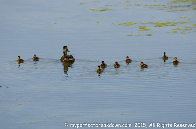 20150531 - 100HappyDays_Day322