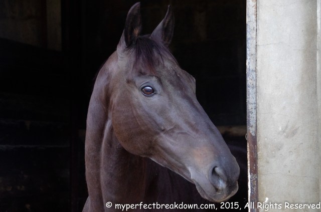 20150531 - 100HappyDays_Day327