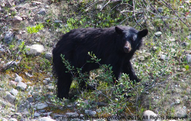 20150930 - The Mamma Bear Inside